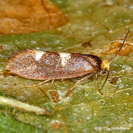 Incurvaria masculella