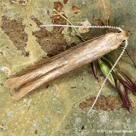 Coleophora sp.