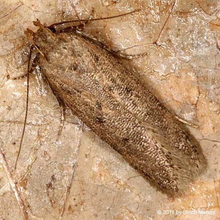 Bryotropha terrella