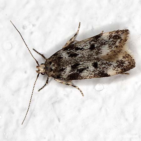 Chionodes electella