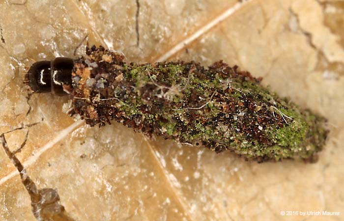 Schwarzer Motten-Sackträger - Raupe
