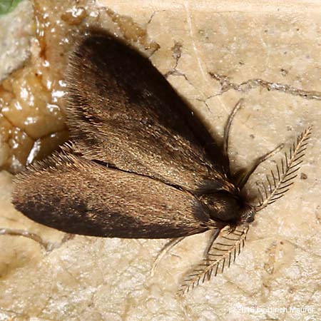 Psychidae spec. - Männchen