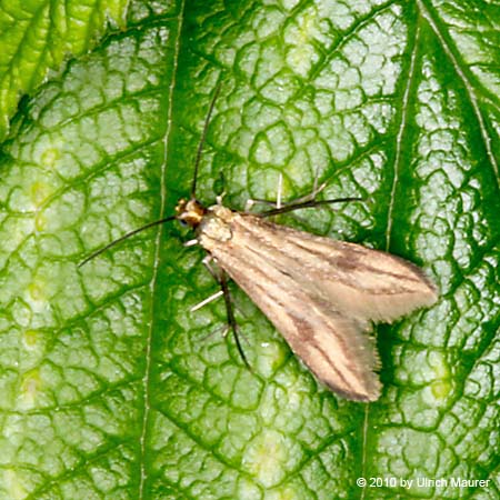 Schreckensteinia festaliella