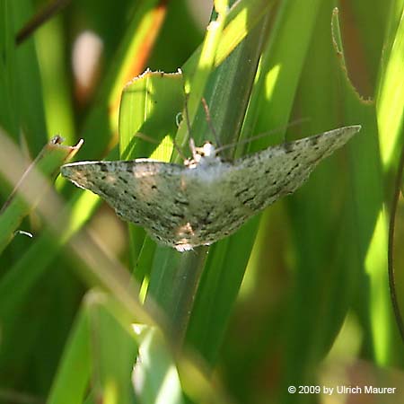 Lichtgrauer Bergwald-Steinspanner