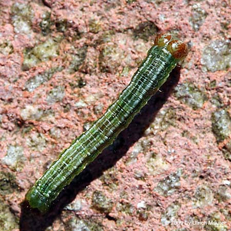 Violettgrauer Eckflügelspanner - Raupe