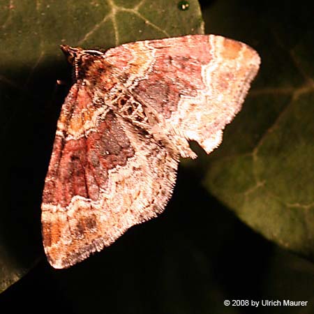 Heller Rostfarben-Blattspanner