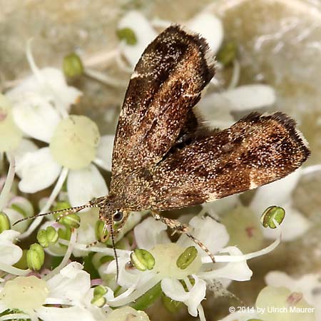 Anthophila fabriciana