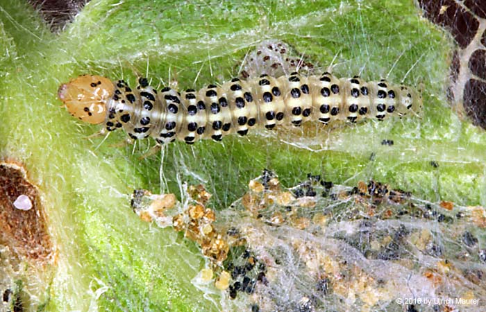 Feigen-Spreizflügelfalter