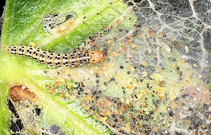 Feigen-Spreizflügelfalter