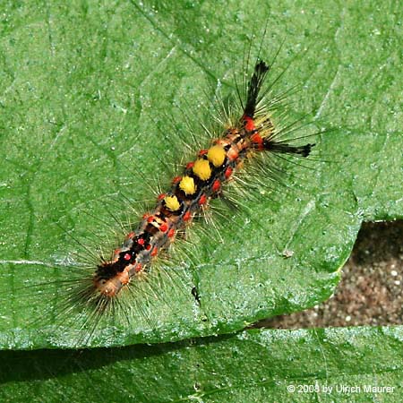 Schlehen-Bürstenspinner - Raupe