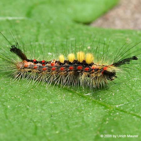 Schlehen-Bürstenspinner - Raupe