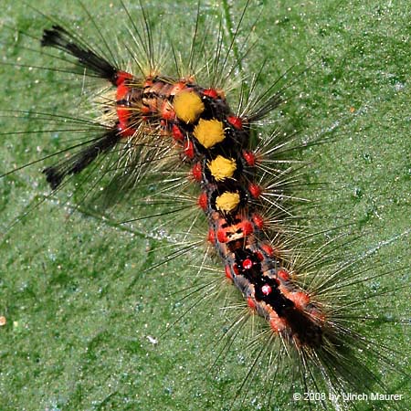 Schlehen-Bürstenspinner - Raupe