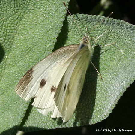 Kleiner Kohlweißling