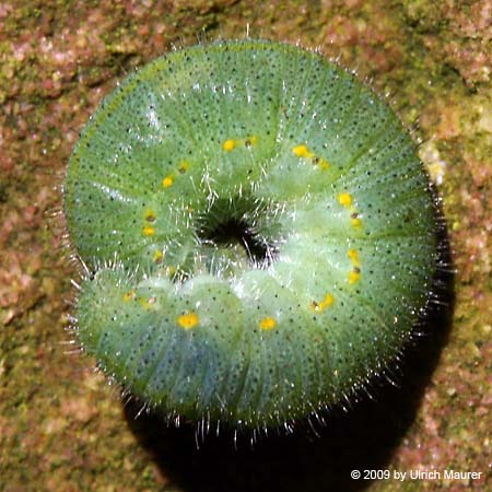 Kleiner Kohlweißling - Raupe