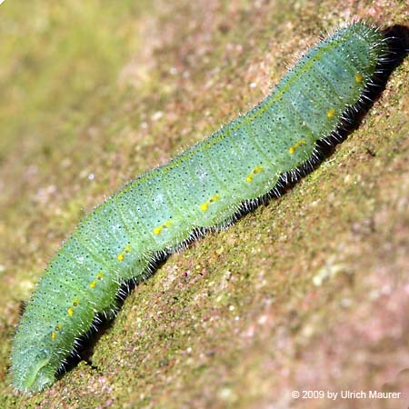 Kleiner Kohlweißling - Raupe