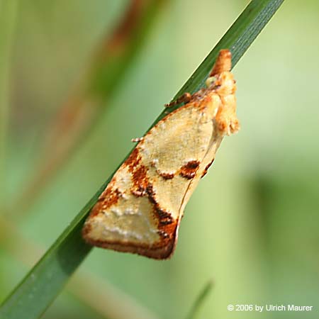 Agapeta hamana