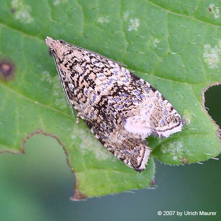 Celypha lacunana