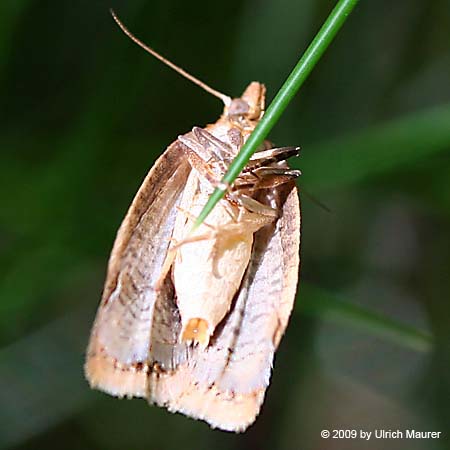 Clepsis consimilana