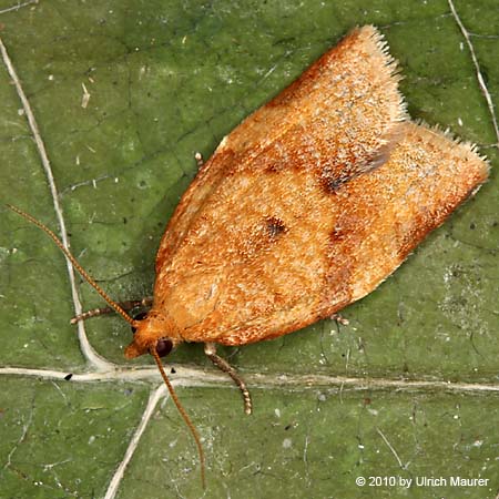 Clepsis consimilana