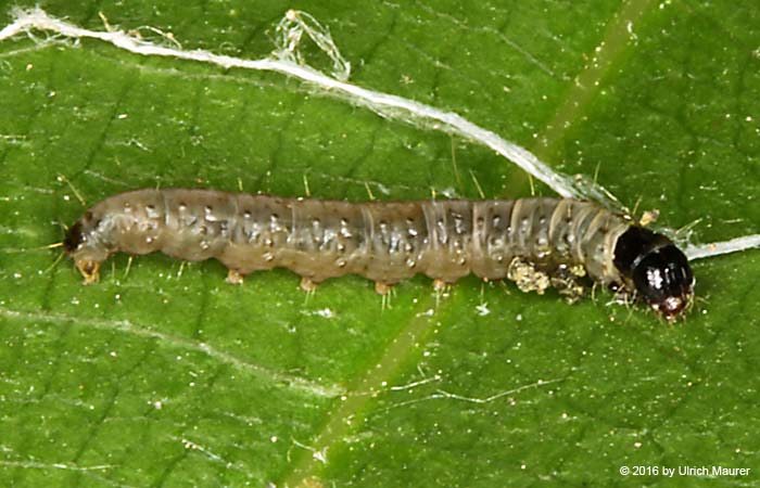 Clepsis dumicolana