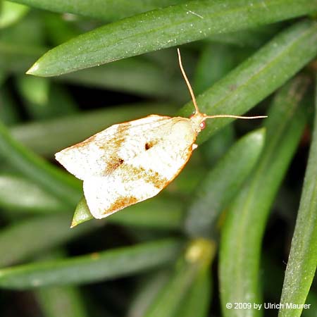 Clepsis pallidana