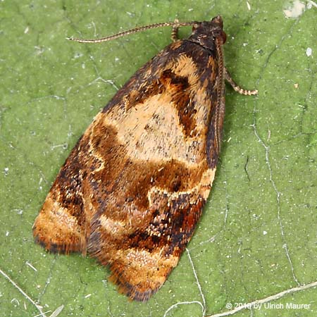 Ditula angustiorana