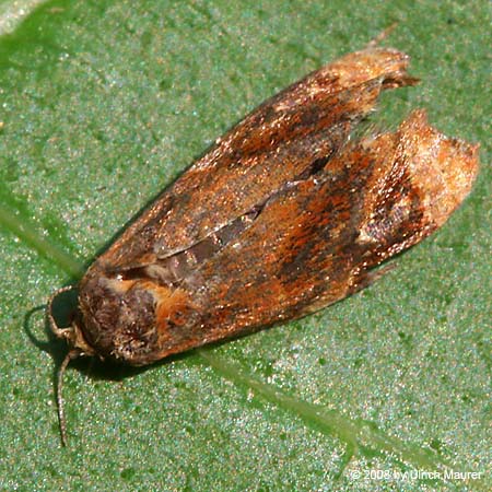 Ditula angustiorana