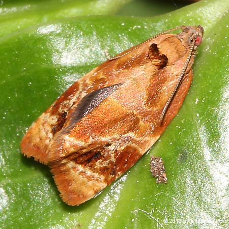 Ditula angustiorana