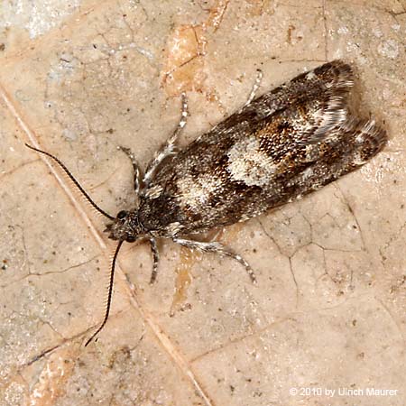Epinotia sp.