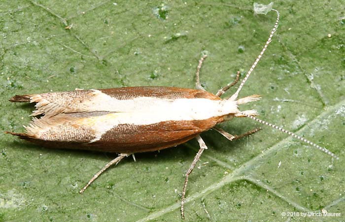 Ypsolopha nemorella