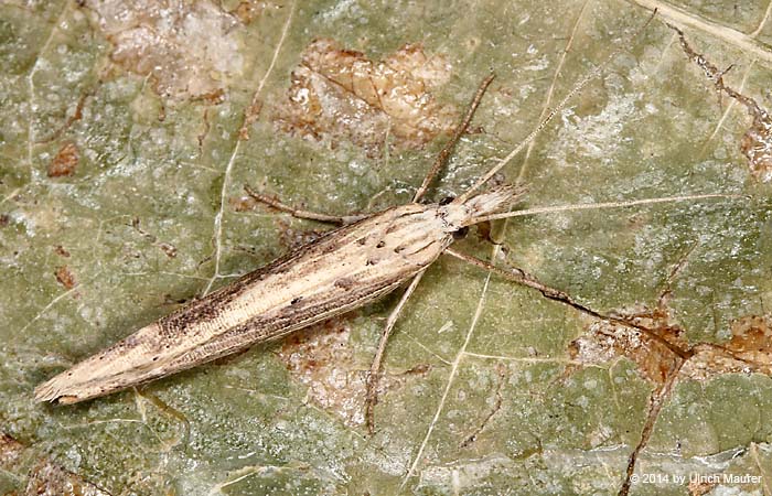 Ypsolopha mucronella