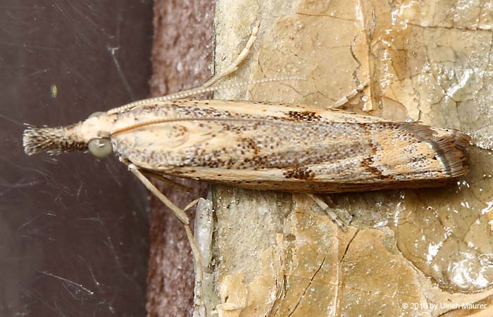 Agriphila geniculea