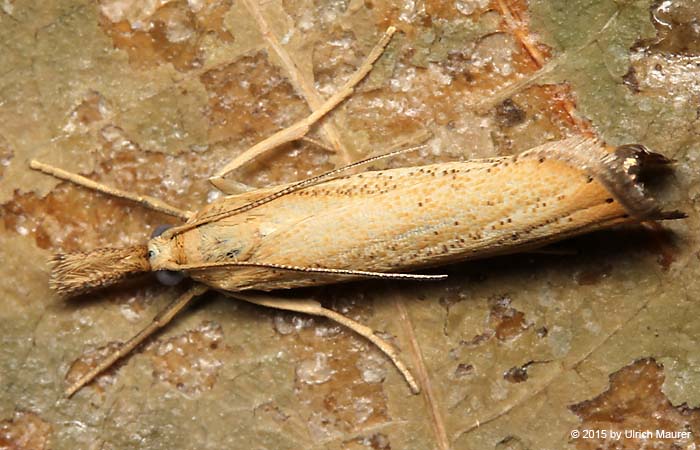 Agriphila straminella