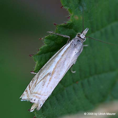 Crambus lathoniellus