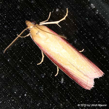 Oncocera semirubella