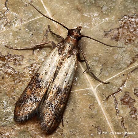 Synaphe punctalis