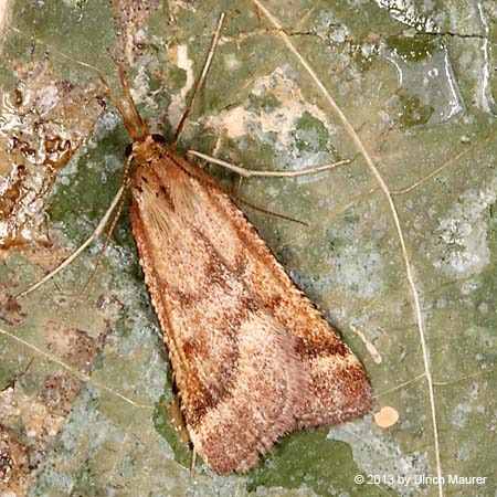 Synaphe punctalis