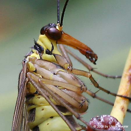 Gemeine Skorpionsfliege