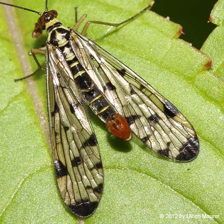 Deutsche Skorpionsfliege