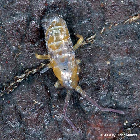 Lepidocyrtus sp.