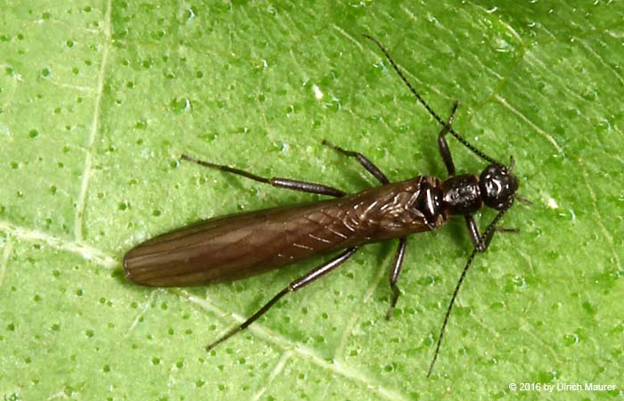 Leuctra sp.