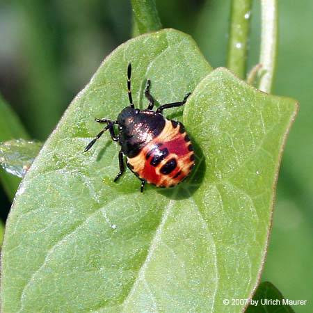 Carpocoris sp. - Larve