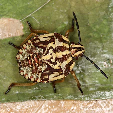 Carpocoris sp. - Larve