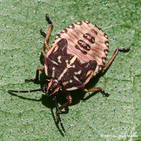 Carpocoris sp. - Larve