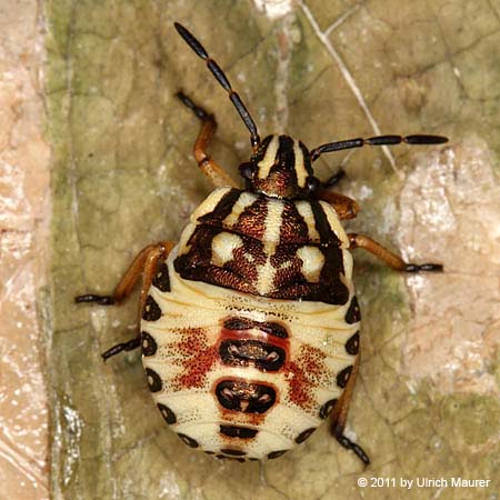 Carpocoris sp. - Larve