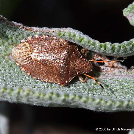 Holcostethus strictus