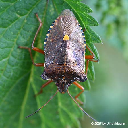 Pentatoma rufipes