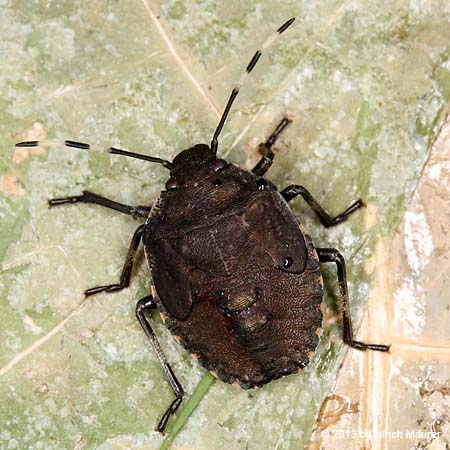 Graue Feldwanze oder Graue Gartenwanze