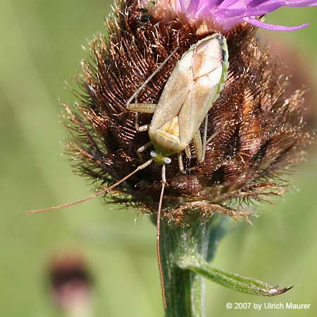 Adelphocoris lineolatus