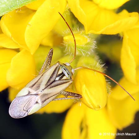 Adelphocoris lineolatus